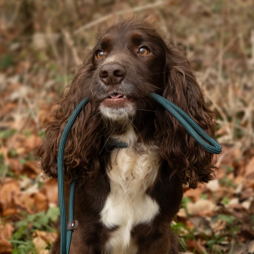 Benji &amp; Flo Classic Slip Lead image 8